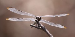 Libellula