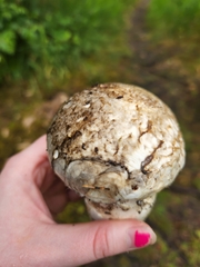 Catathelasma