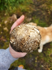 Catathelasma