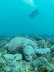 Caretta caretta