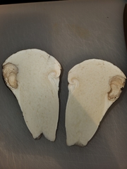 Catathelasma