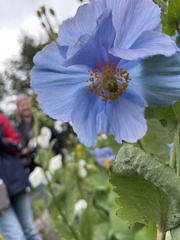 Meconopsis