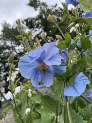Meconopsis
