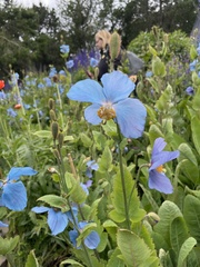 Meconopsis