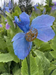 Meconopsis