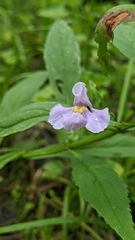 Mimulus ringens