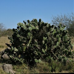 Opuntia rioplatense
