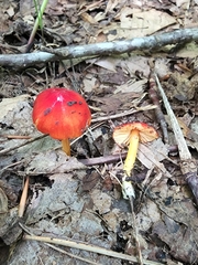 Hygrocybe acutoconica microspora