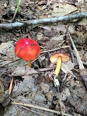 Hygrocybe acutoconica microspora