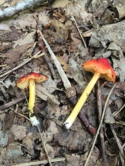 Hygrocybe acutoconica microspora