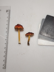 Hygrocybe acutoconica microspora