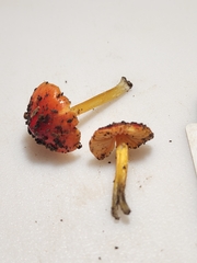 Hygrocybe acutoconica microspora
