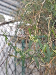 Orthosia angustifolia