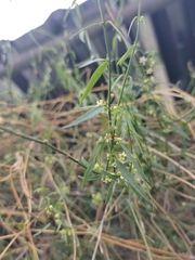 Orthosia angustifolia
