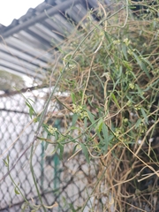 Orthosia angustifolia