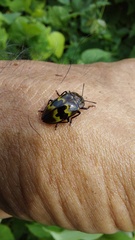 Prepopharus eduardoi