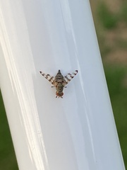 Pseudotephritina
