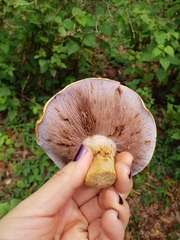 Glaucopodes