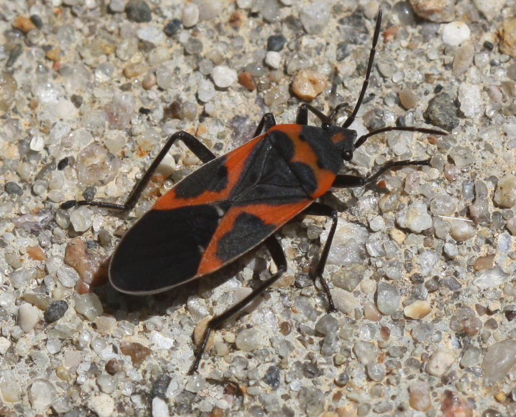 Eastern Small Milkweed Bug