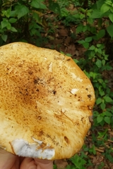 Glaucopodes