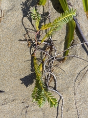Euphorbia mesembryanthemifolia