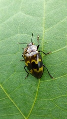 Prepopharus eduardoi