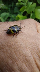 Prepopharus eduardoi