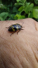 Prepopharus eduardoi