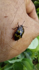 Prepopharus eduardoi