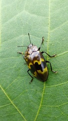 Prepopharus eduardoi