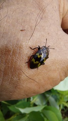 Prepopharus eduardoi