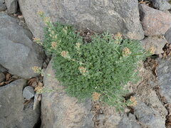 Artemisia glomerata