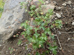 Potentilla vulcanicola