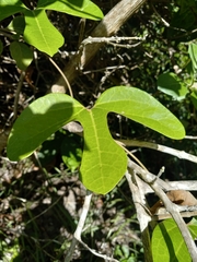 Aristolochia trilobata
