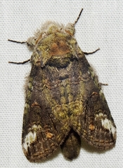 Rifargia subrotata