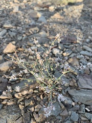 Eriogonum panamintense