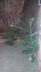 Ailanthus altissima