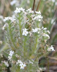 Oreocarya thyrsiflora