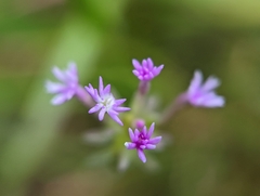 Polygala incarnata