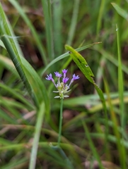 Polygala incarnata
