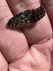 Chasmodes bosquianus