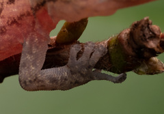 Christinus marmoratus