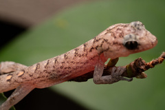 Christinus marmoratus