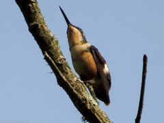 Chaetocercus mulsant