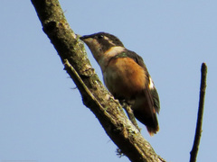 Chaetocercus mulsant