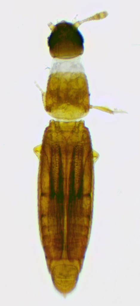 Cylindroselloides