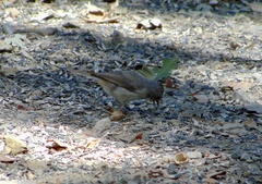 Baeolophus inornatus