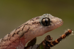 Christinus marmoratus