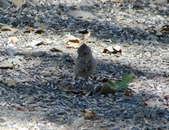 Baeolophus inornatus