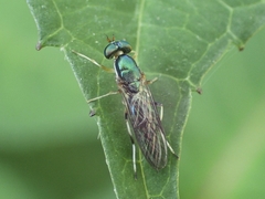 Merosargus caeruleifrons